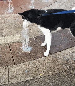 太渴了，這水還能噴，趕緊喝.gif