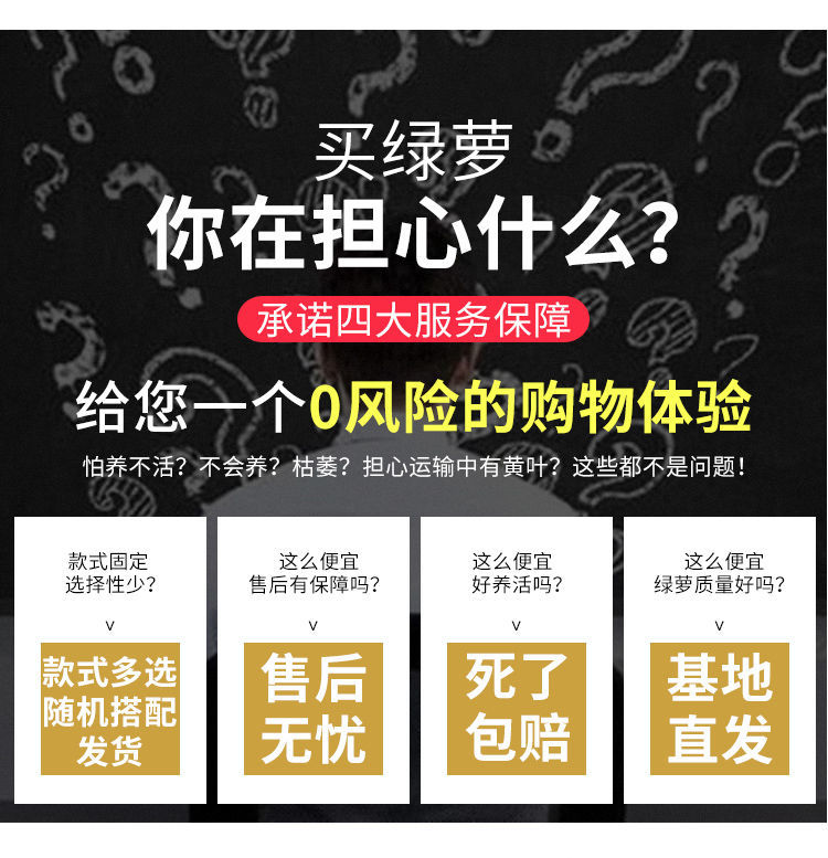 綠蘿盆栽室內(nèi)客廳綠植花卉家用凈化空氣綠籮植物室內(nèi)吸除甲醛