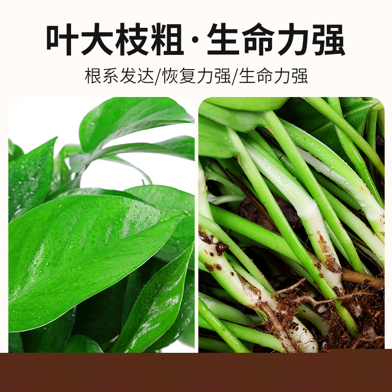 綠蘿盆栽室內(nèi)客廳綠植花卉家用凈化空氣綠籮植物室內(nèi)吸除甲醛