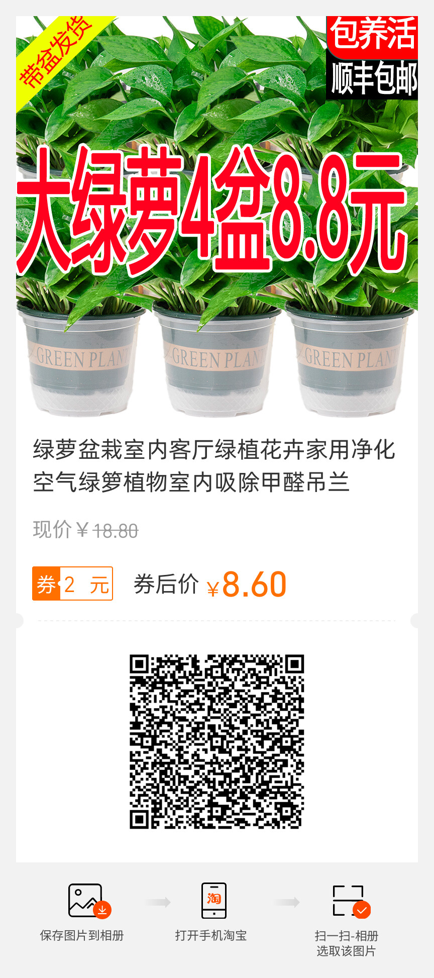 綠蘿盆栽室內(nèi)客廳綠植花卉家用凈化空氣綠籮植物室內(nèi)吸除甲醛