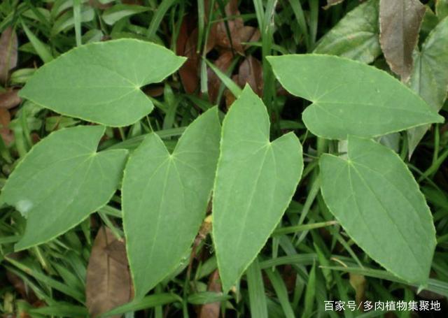 潮濕的山林中，有1種“淫羊藿”，100元1斤不好買，珍貴、值錢！